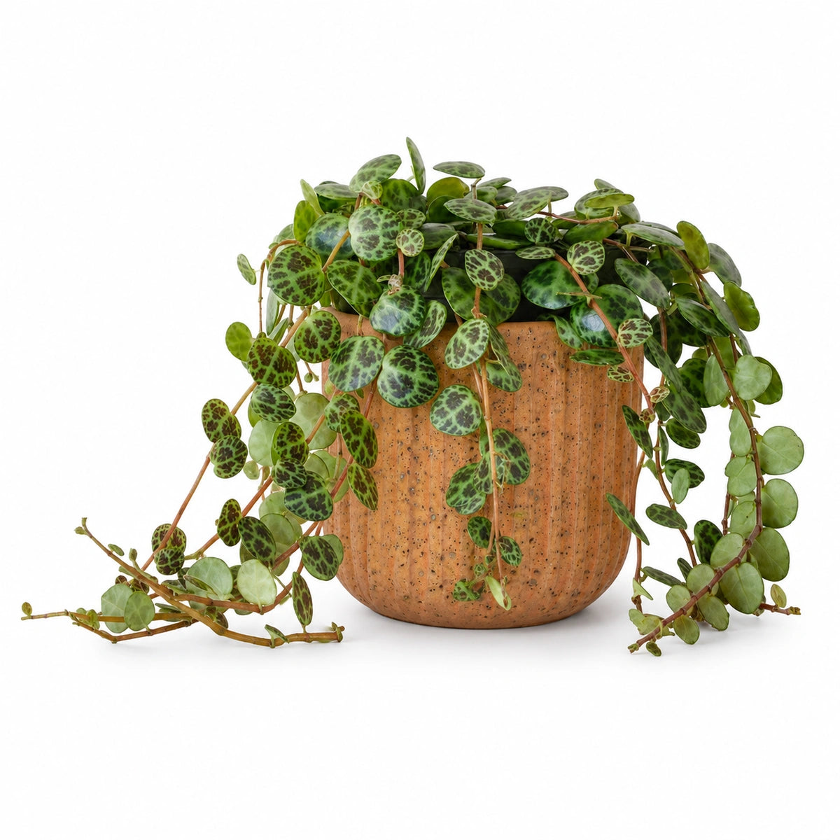 Peperomia prostrata 12cm + Dante l. brown 14cm
