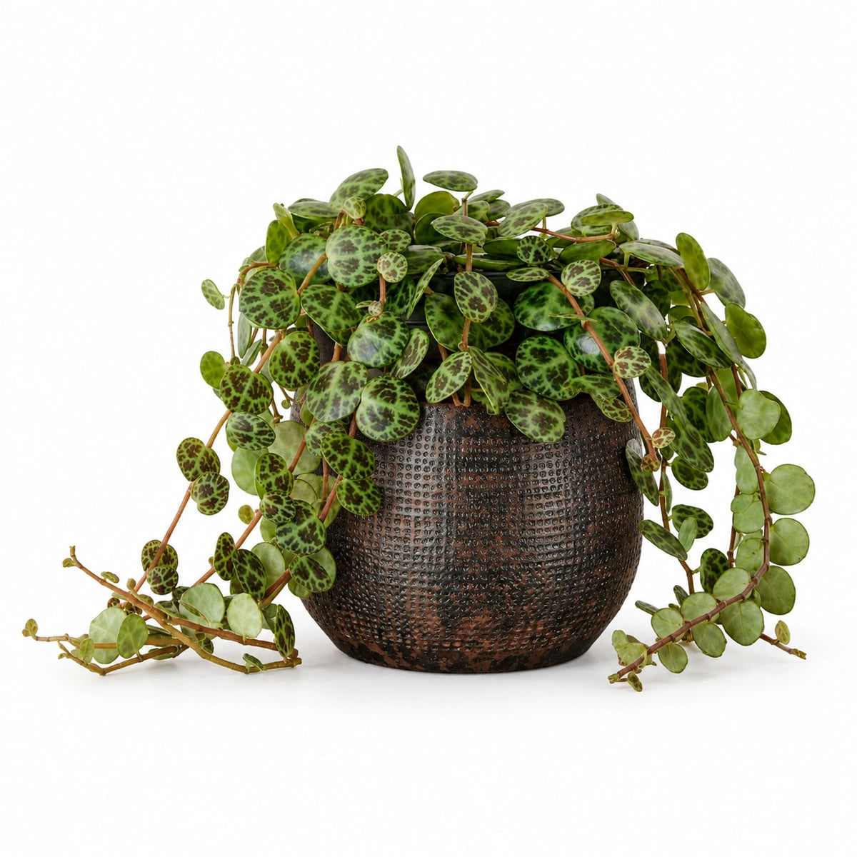 Peperomia prostrata 12cm + Enrique brown 13cm (1157584)