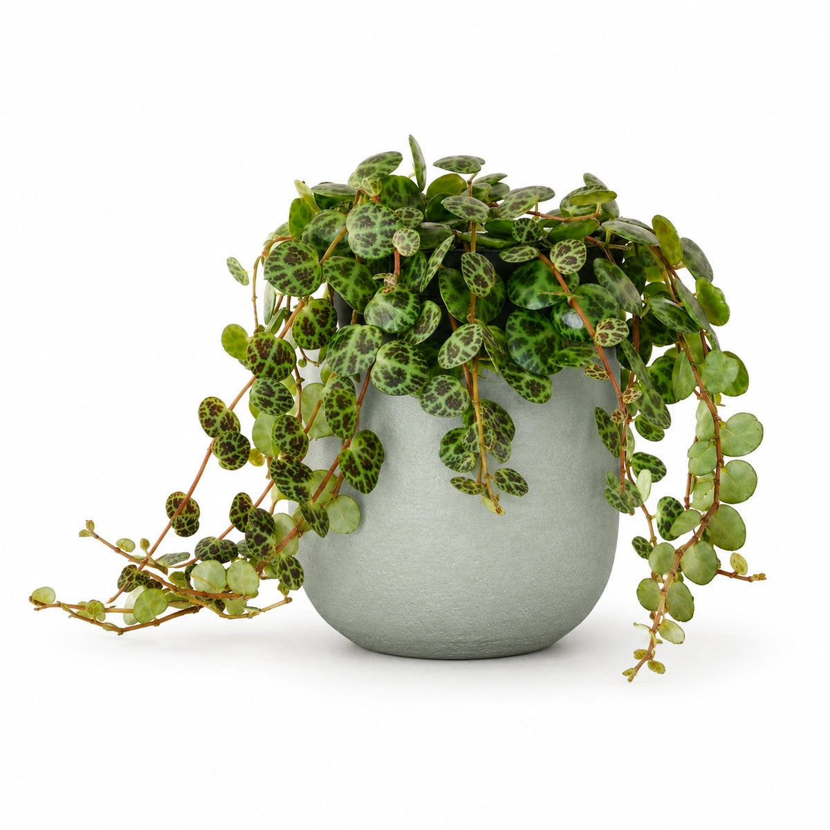 Peperomia prostrata 12cm + Sevilla grey 12.5cm (1175801)