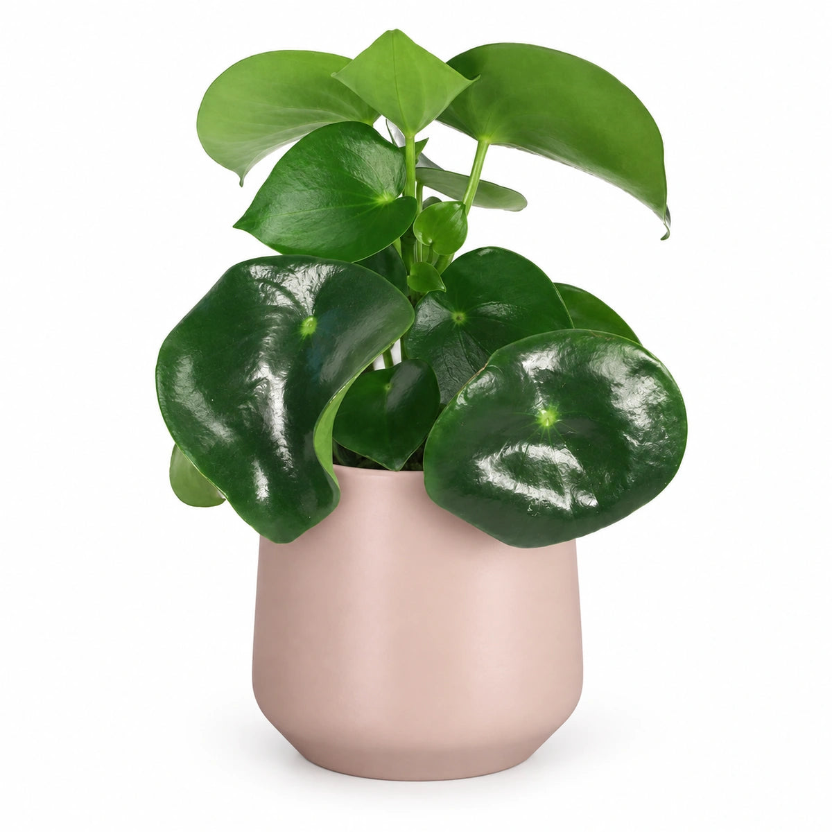Peperomia  'raindrop' 12cm + Amber l. pink matt 13cm (1097325)