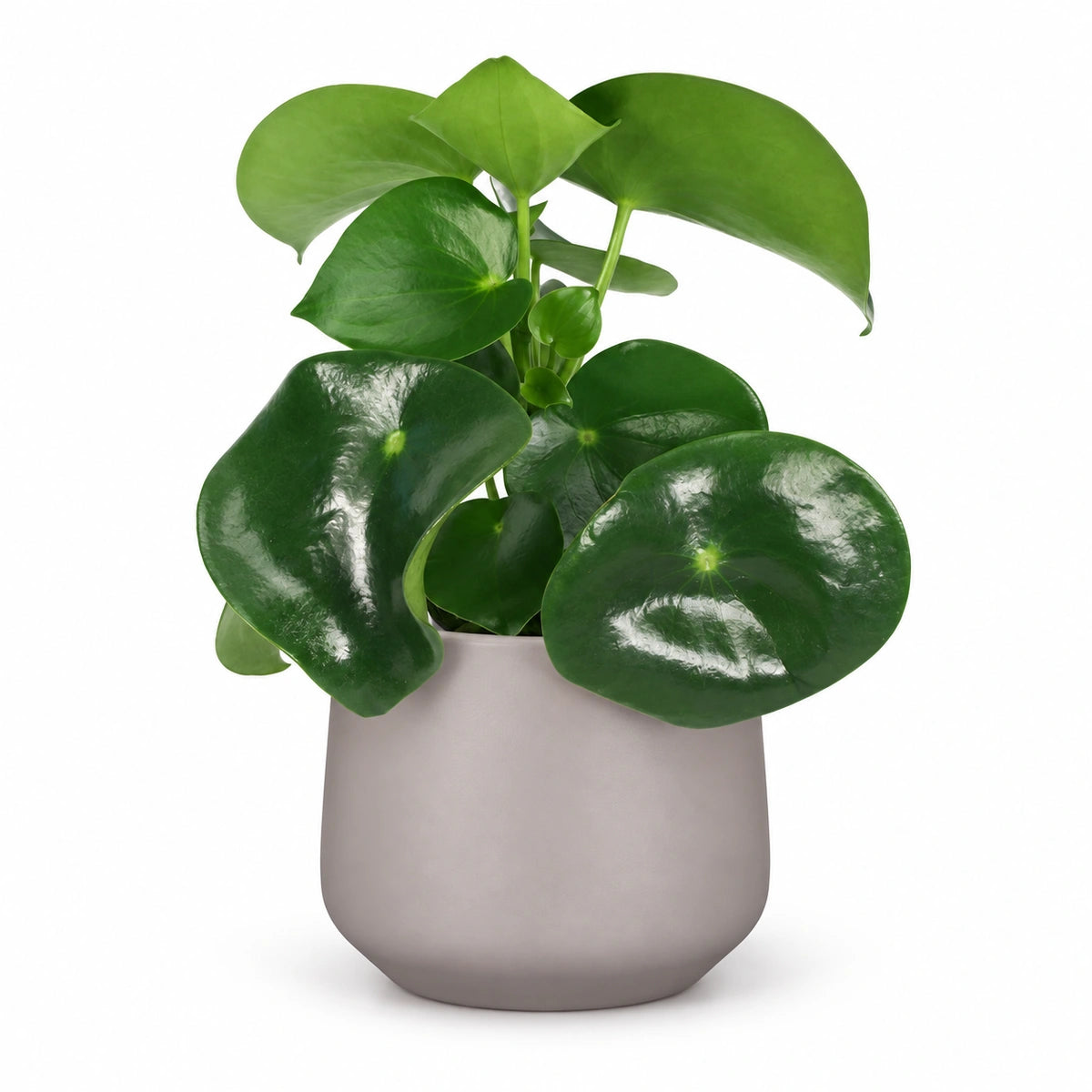 Peperomia  'raindrop' 12cm + Amber taupe matt 13cm (1097322)