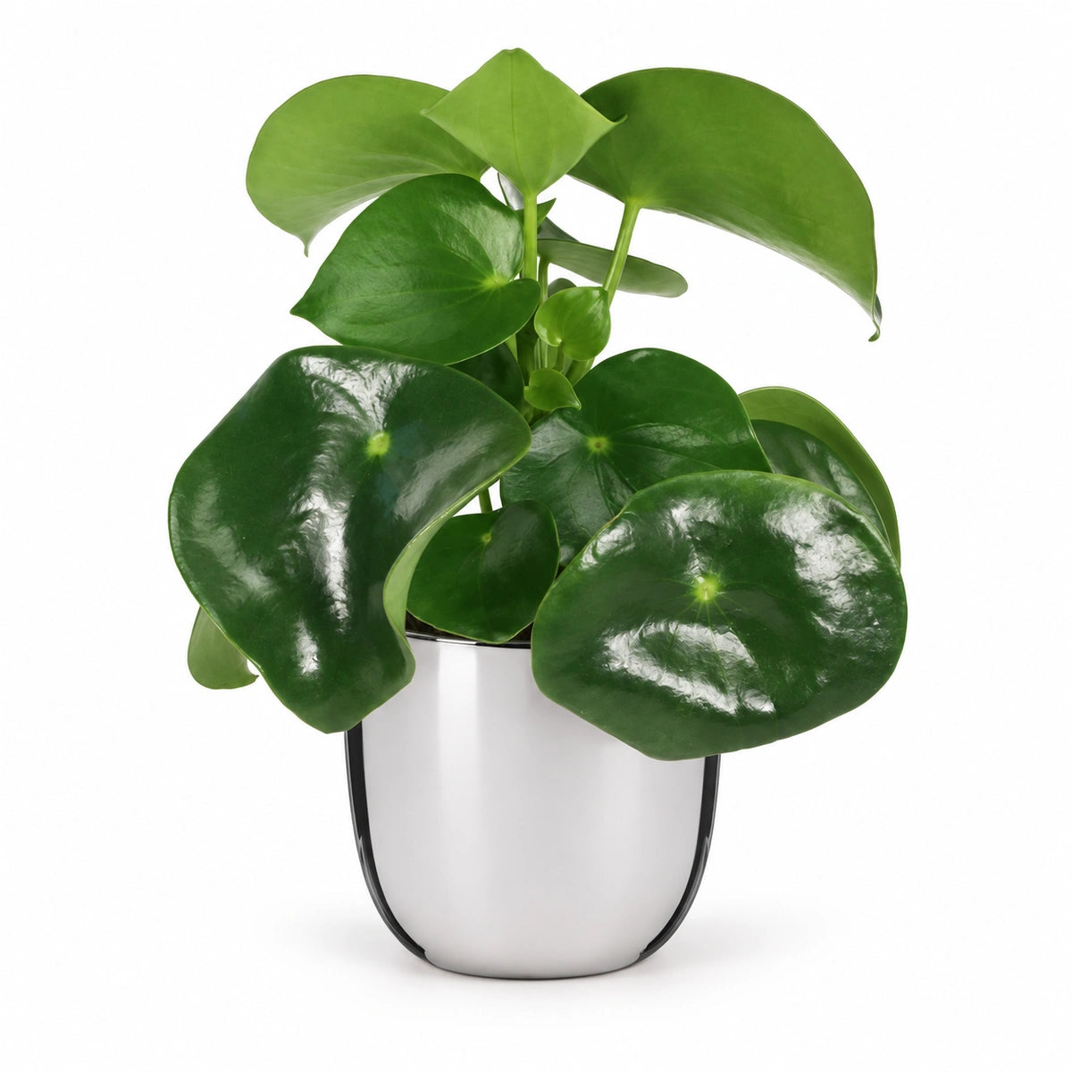 Peperomia  'raindrop' 12cm + Chaz silver 13.5cm (116701)