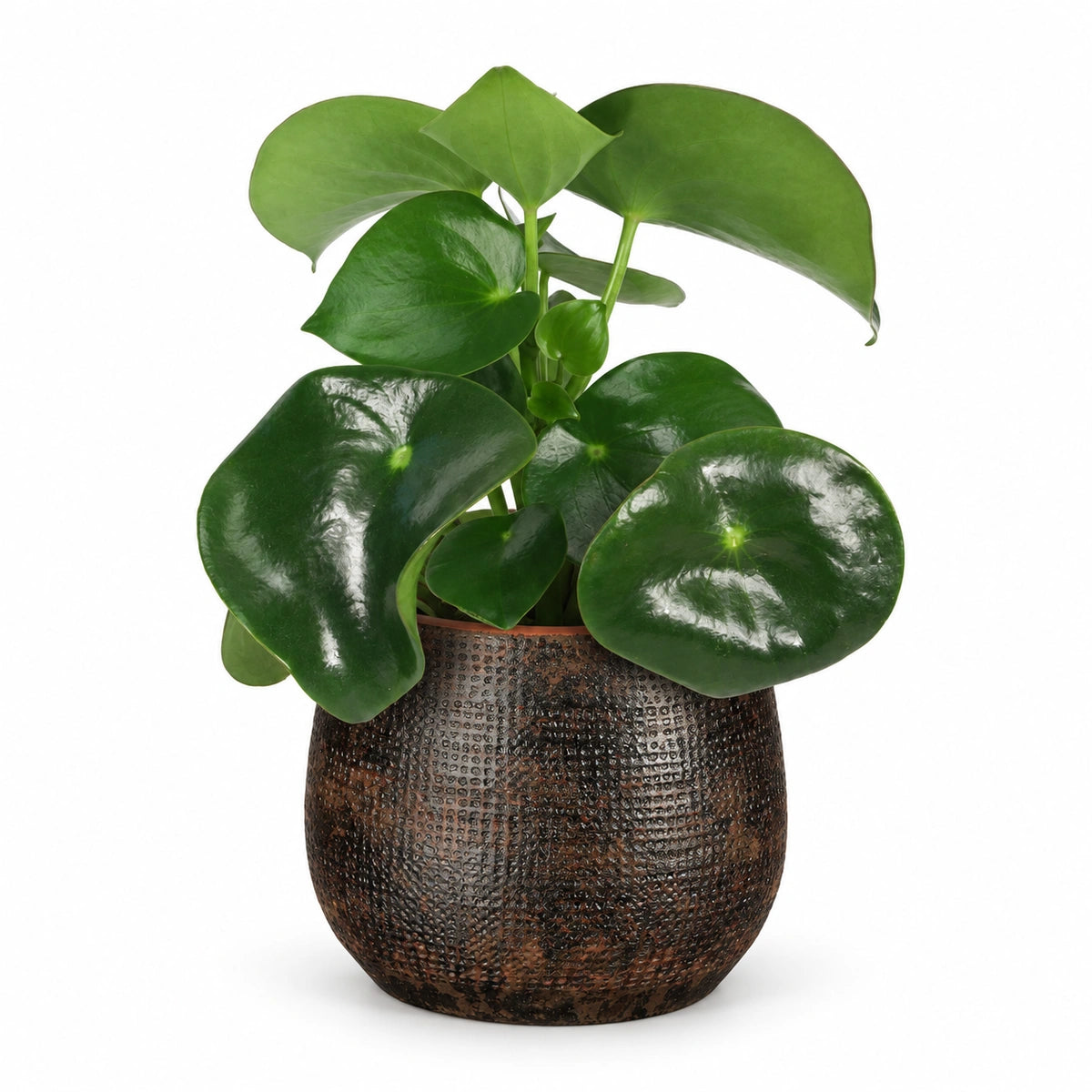 Peperomia  'raindrop' 12cm + Enrique brown 13cm (1157584)