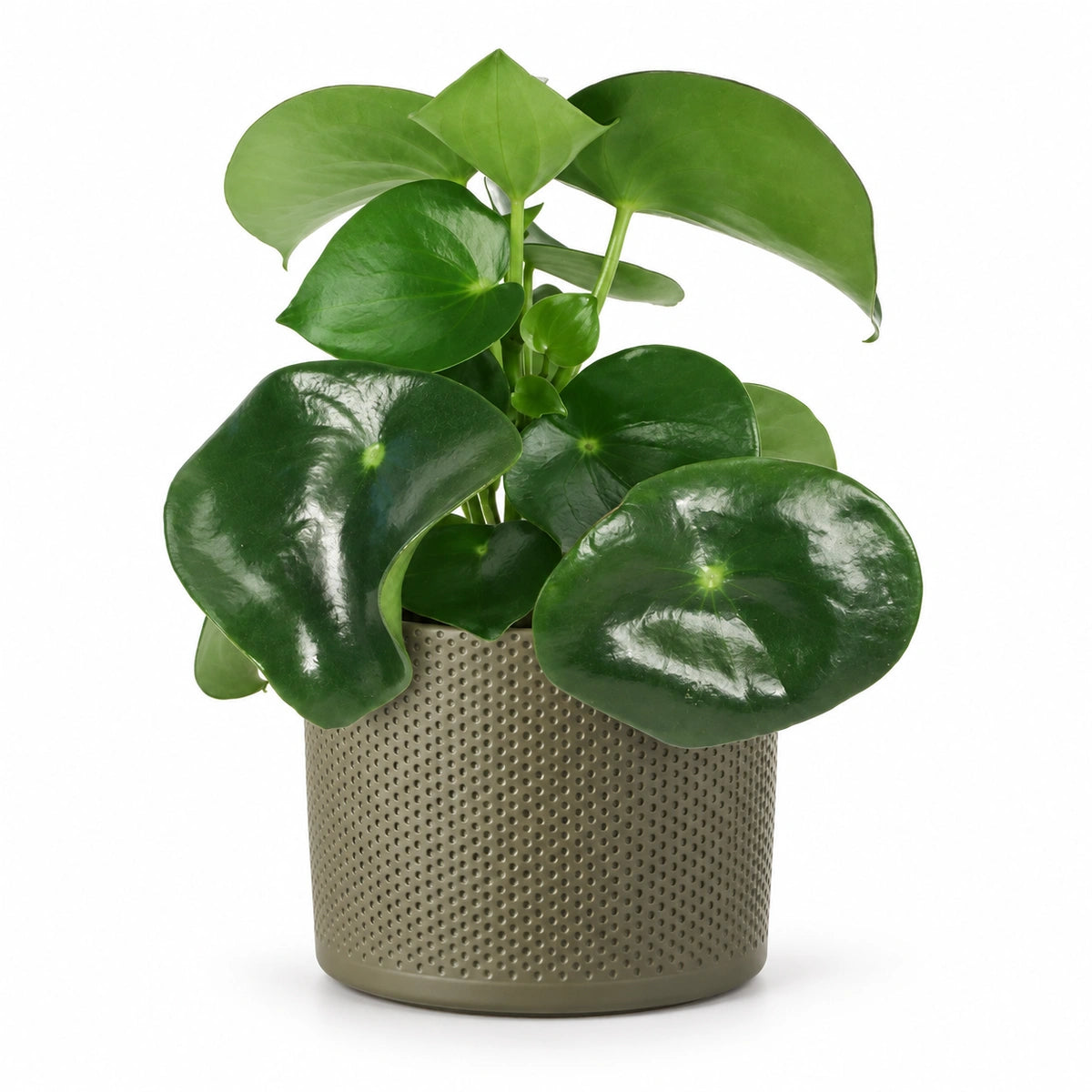 Peperomia  'raindrop' 12cm + Era green relief 14cm (1051633)