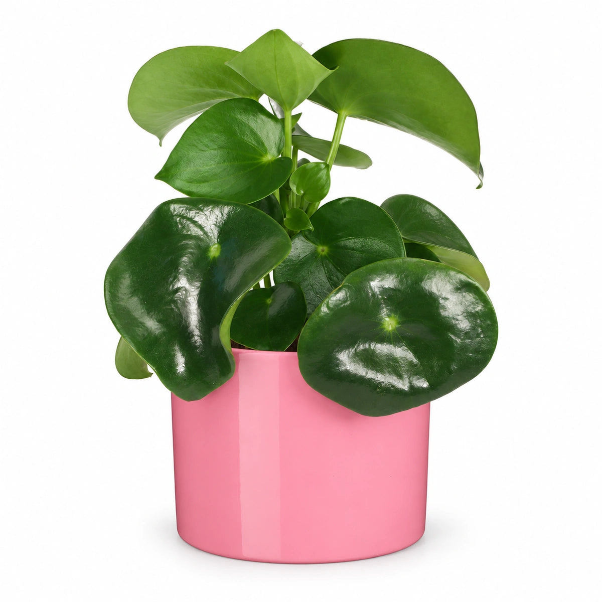 Peperomia  'raindrop' 12cm + Era pink 12cm (1135539)
