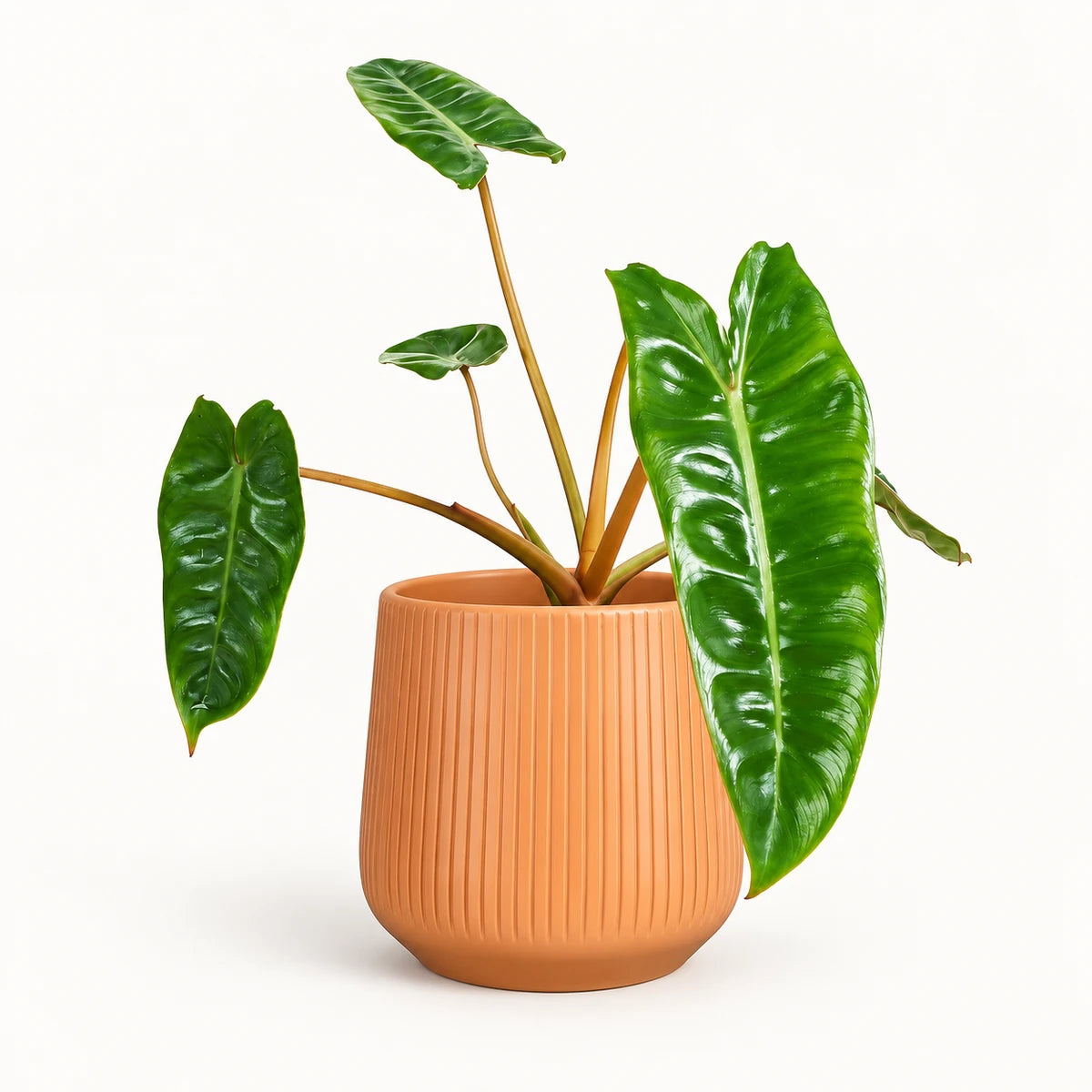 Philodendron billietiae 12cm + Amber orange vertical 13cm (1133678)