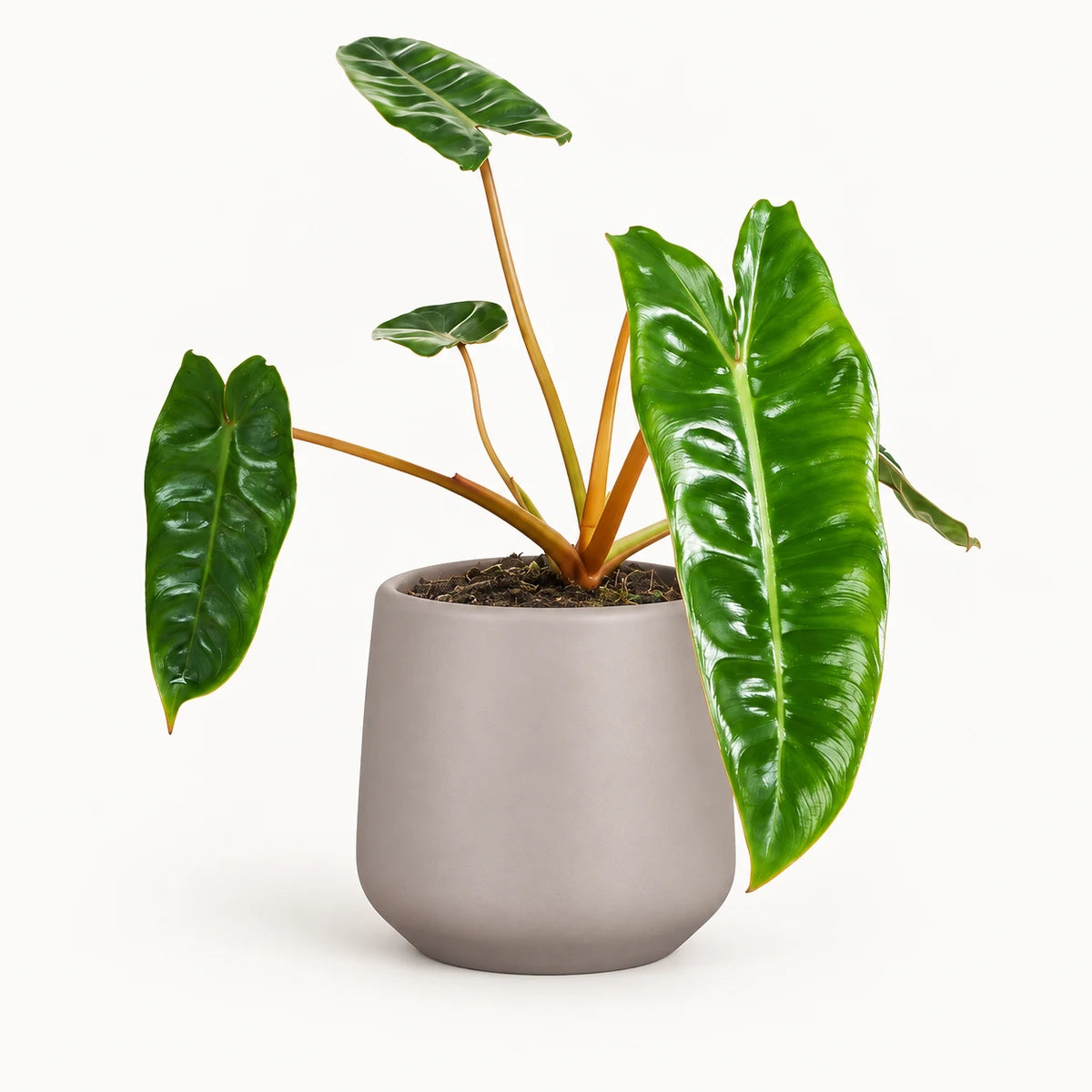 Philodendron billietiae 12cm + Amber taupe matt 12cm (1087665)
