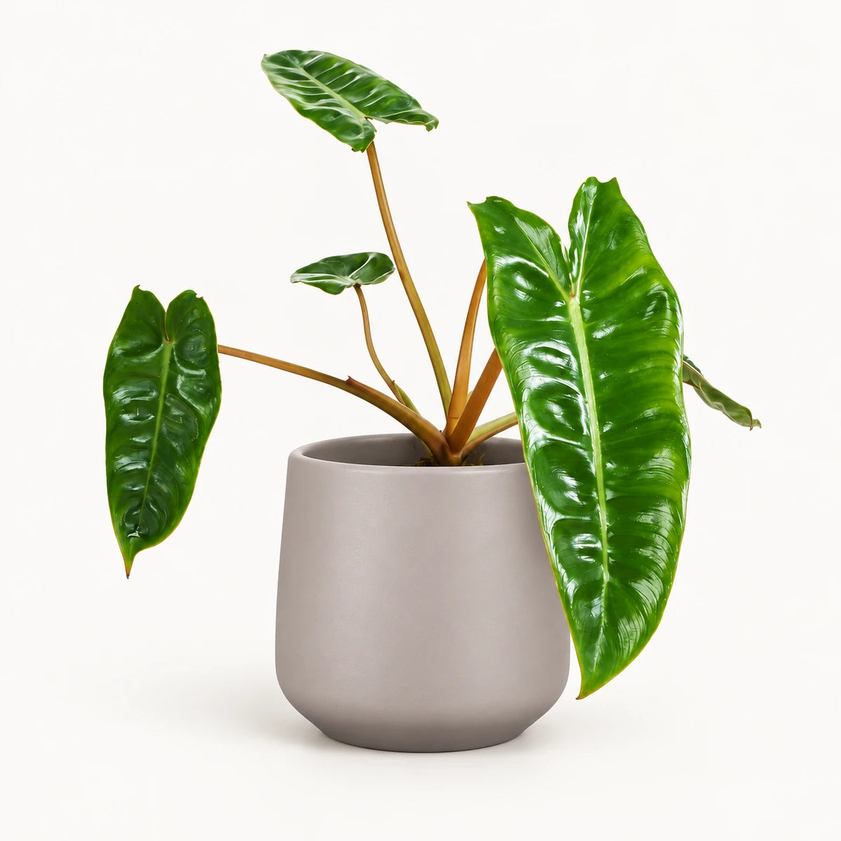 Philodendron billietiae 12cm + Amber taupe matt 13cm (1097322)