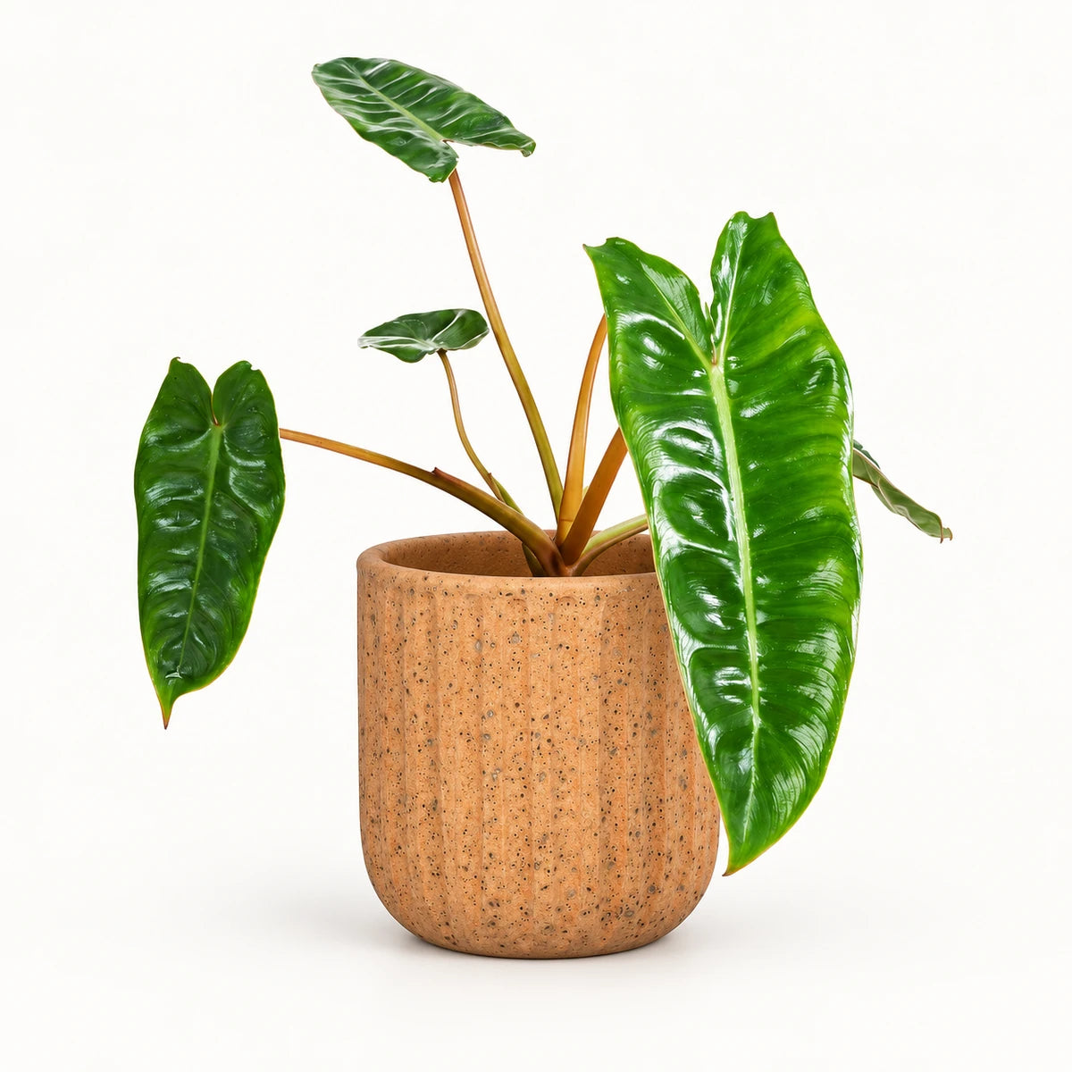 Philodendron billietiae 12cm + Dante l. brown 14cm