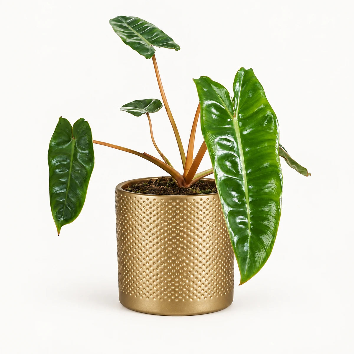 Philodendron billietiae 12cm + Era gold relief 14cm (1059868)