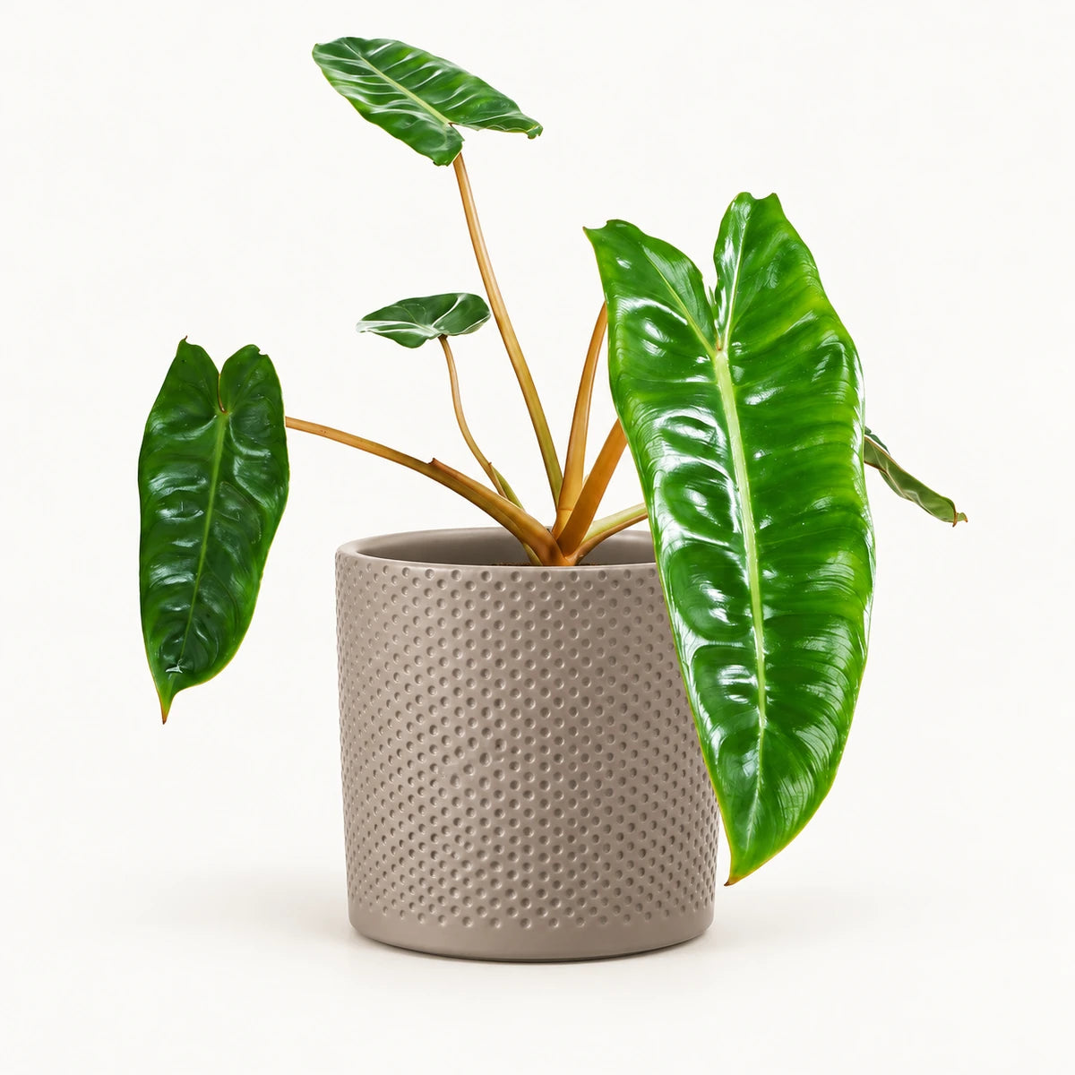 Philodendron billietiae 12cm + Era taupe relief 14cm (1051628)