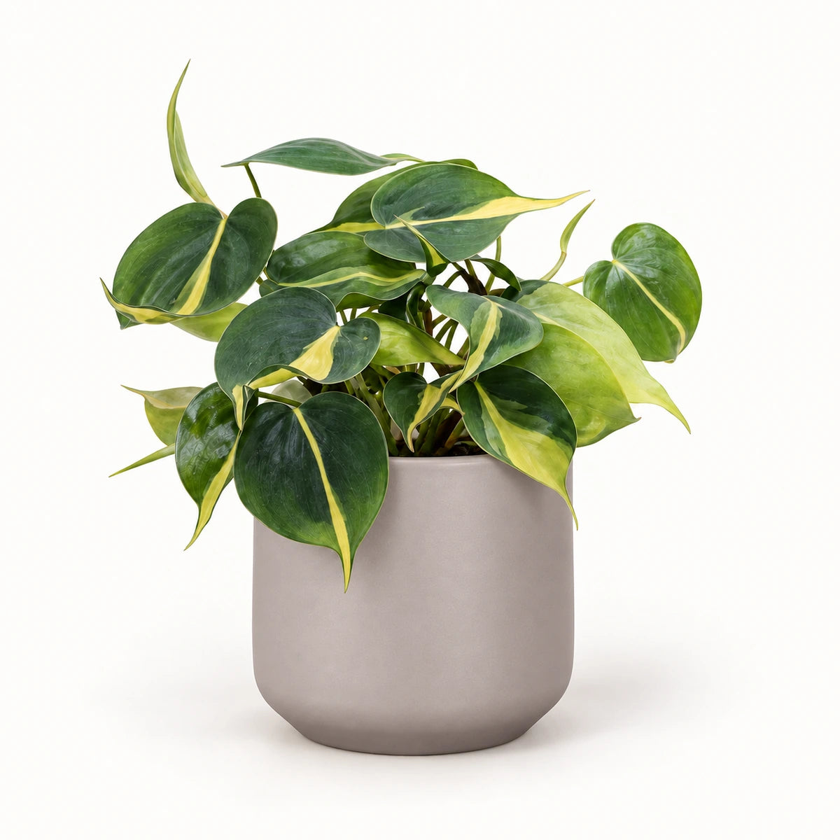 Philodendron 'brasil' 12cm + Amber taupe matt 13cm (1097322)