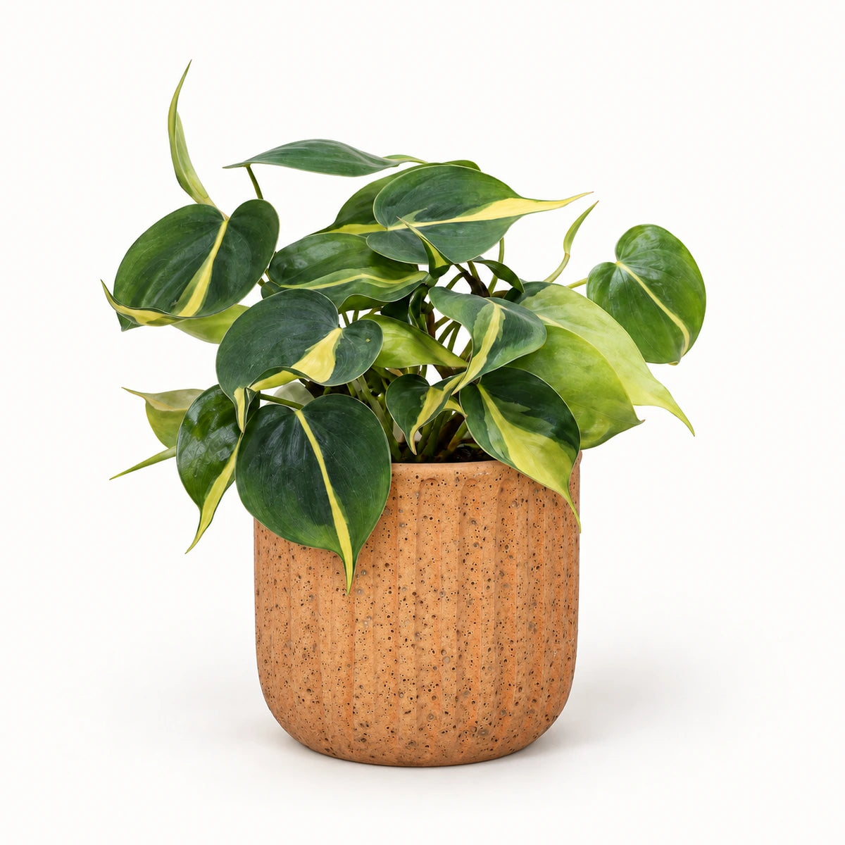 Philodendron 'brasil' 12cm + Dante l. brown 14cm