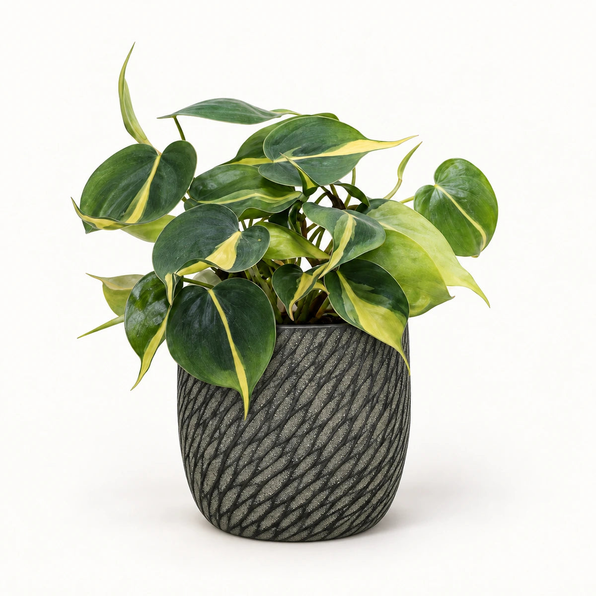 Philodendron 'brasil' 12cm + Elio anthracite 12.5cm (1163962)