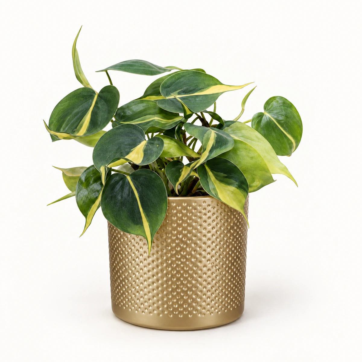 Philodendron 'brasil' 12cm + Era gold relief 14cm (1059868)