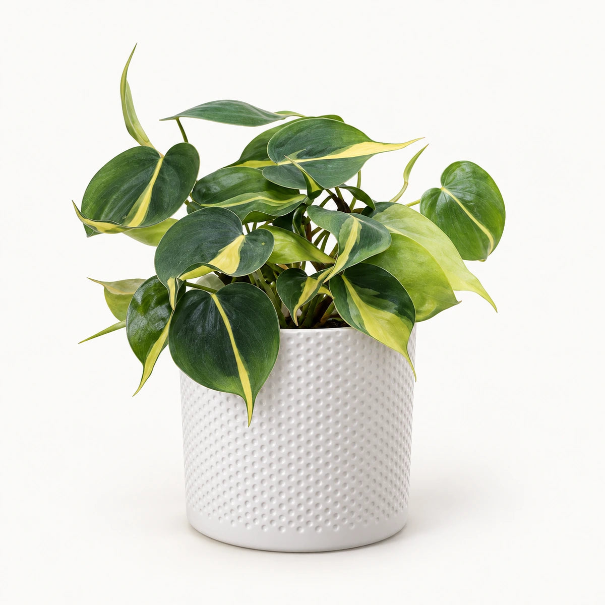 Philodendron 'brasil' 12cm + Era white relief 14cm (1051623)