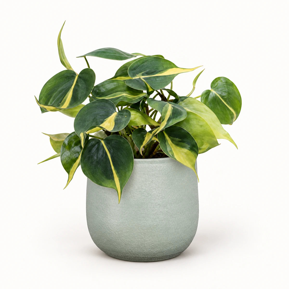 Philodendron 'brasil' 12cm + Sevilla grey 12.5cm (1175801)