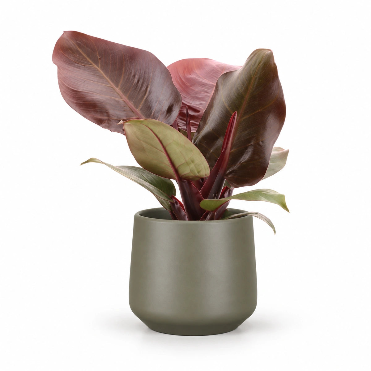Philodendron 'Cherry Red' 12cm + Amber green matt 13cm (1097324)