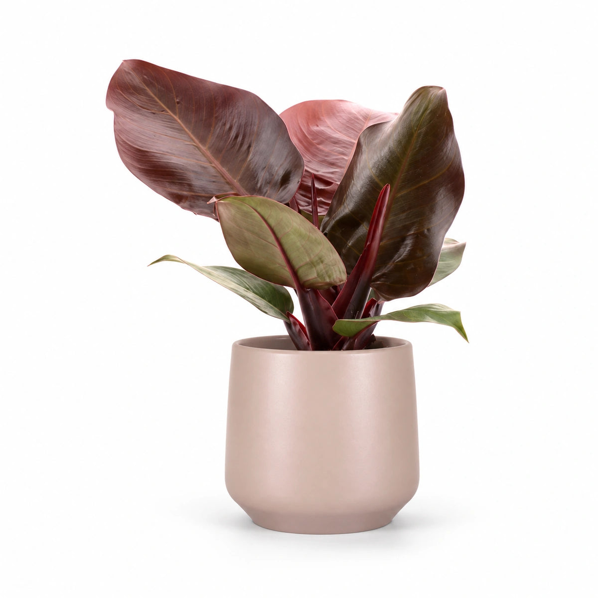 Philodendron 'Cherry Red' 12cm + Amber l. pink matt 14.5cm (1094378)