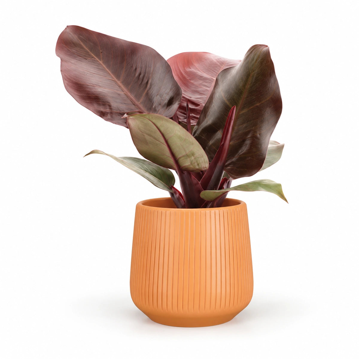 Philodendron 'Cherry Red' 12cm + Amber orange vertical 13cm (1133678)