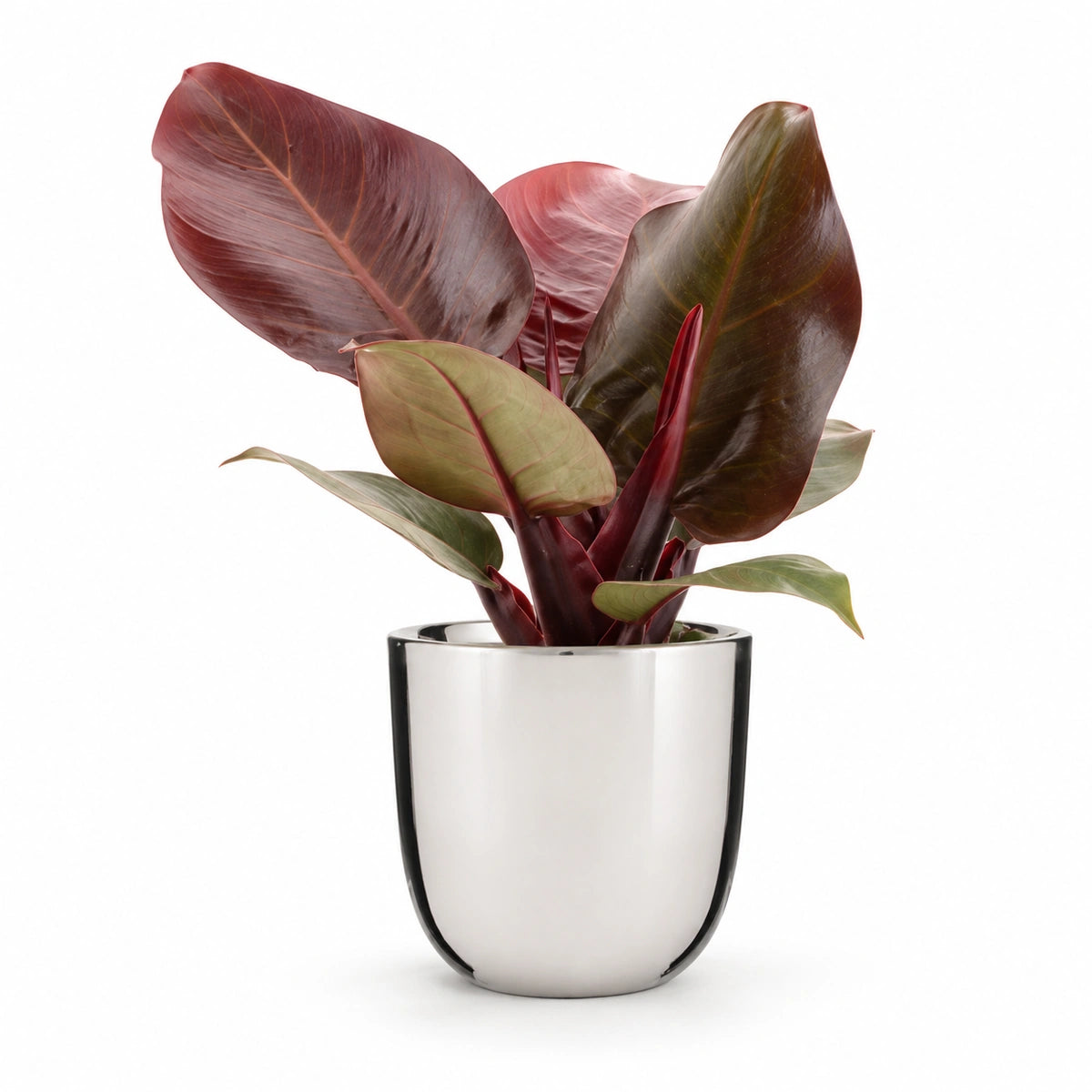 Philodendron 'Cherry Red' 12cm + Chaz silver 15.5cm (116702)