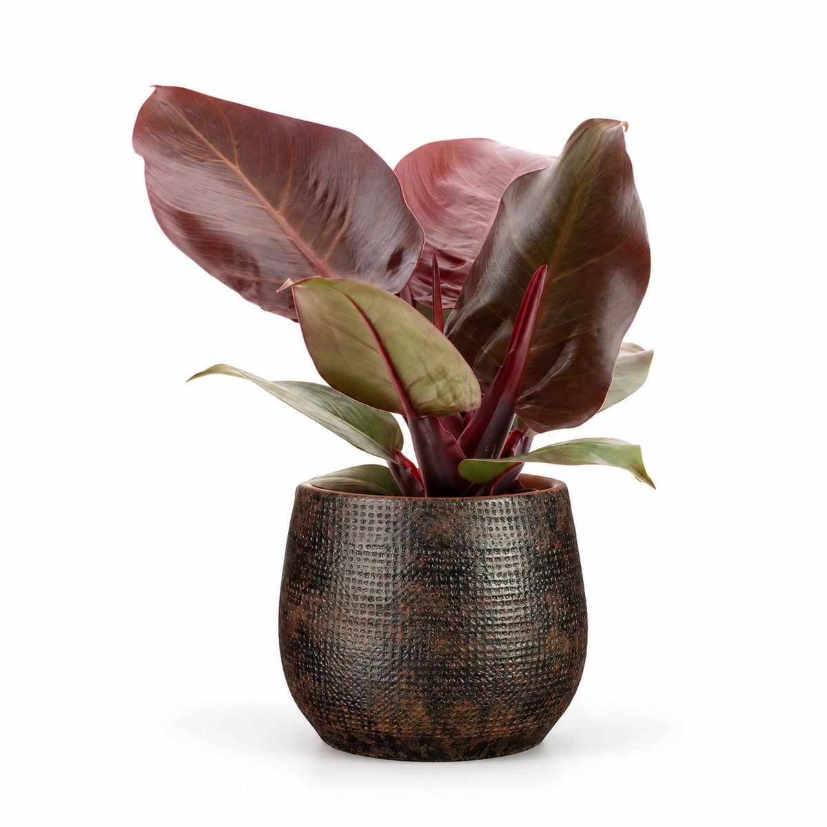 Philodendron 'Cherry Red' 12cm + Enrique brown 13cm (1157584)