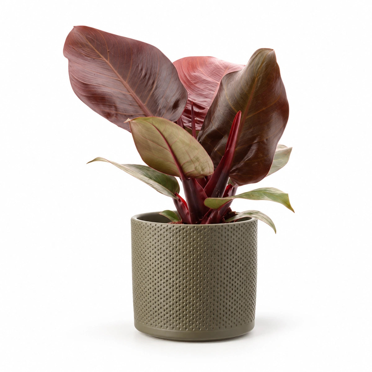 Philodendron 'Cherry Red' 12cm + Era green relief 14cm (1051633)