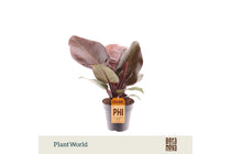 
                  
                    Philodendron 'Cherry Red' 12cm — αρχική φωτογραφία προμηθευτή.
                  
                