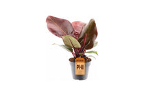 
                  
                    Philodendron Cherry Red σε γλάστρα με κοκκινωπά φύλλα και ετικέτα.
                  
                