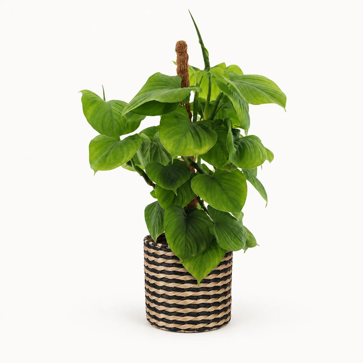 Philodendron fibraecataphyllum (Peru) 12cm + Alexis black 13cm (1102736) — σχέδιο 4