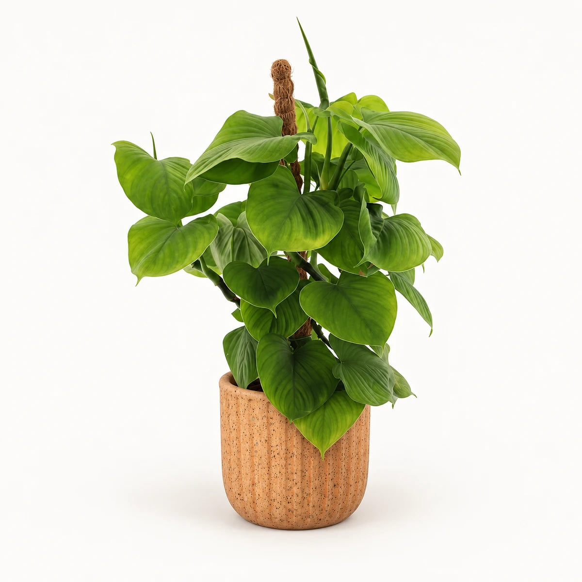 Philodendron fibraecataphyllum (Peru) 12cm + Dante l. brown 14cm