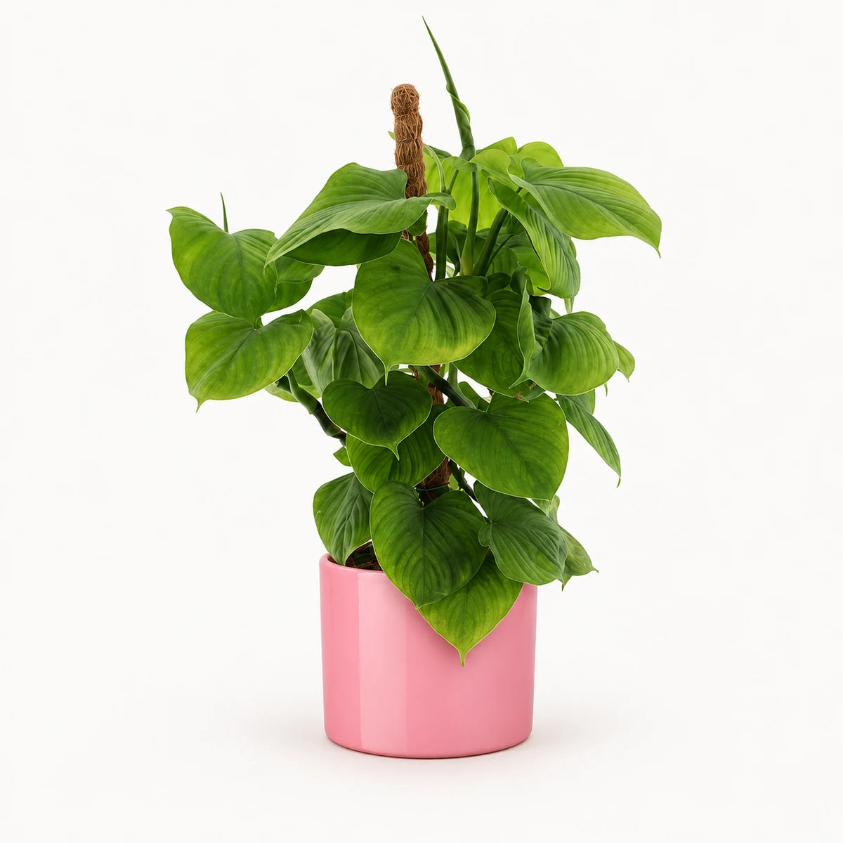 Philodendron fibraecataphyllum (Peru) 12cm + Era pink 12cm (1135539)