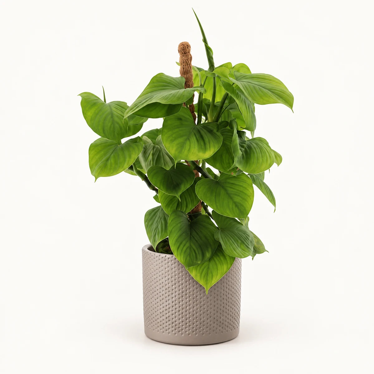 Philodendron fibraecataphyllum (Peru) 12cm + Era taupe relief 14cm (1051628)