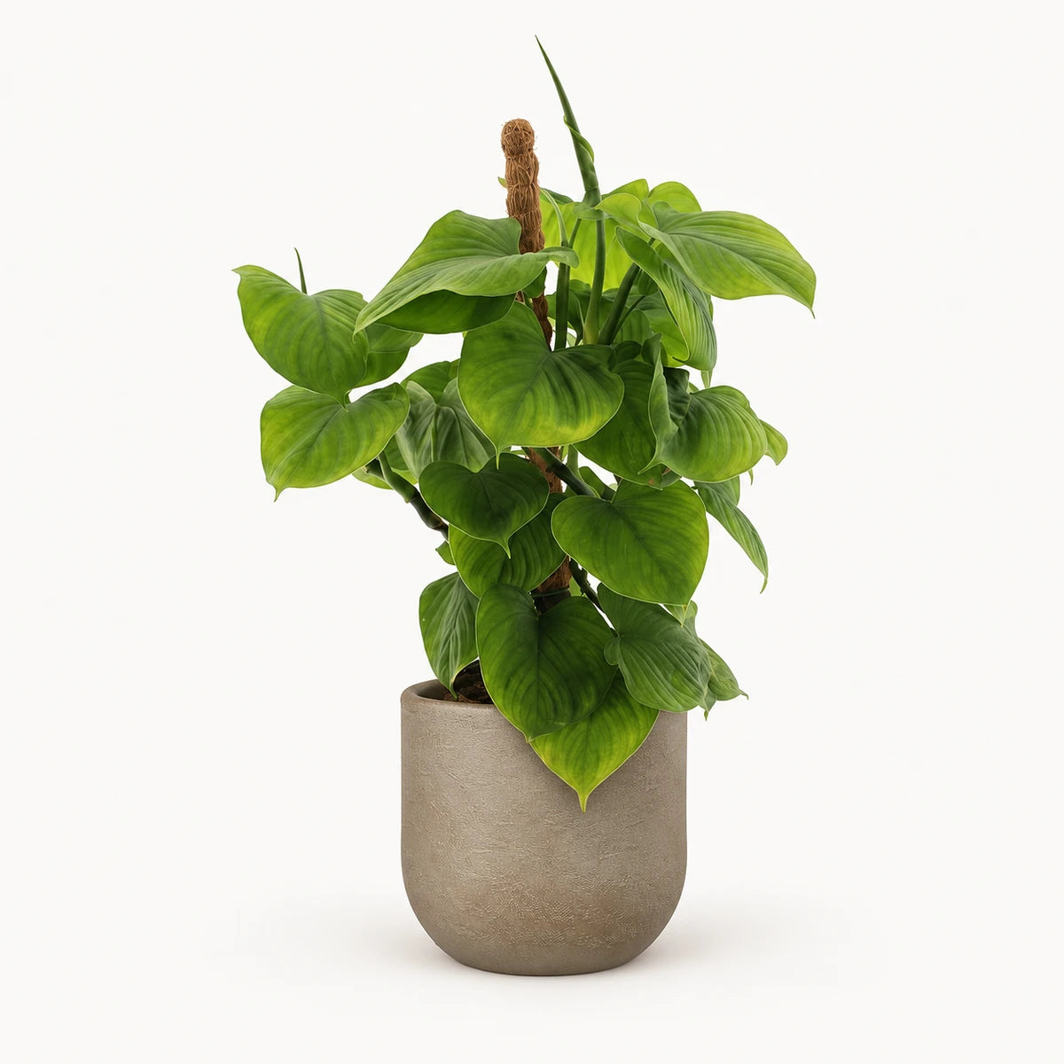 Philodendron fibraecataphyllum (Peru) 12cm + Nora taupe 14cm (1074613)