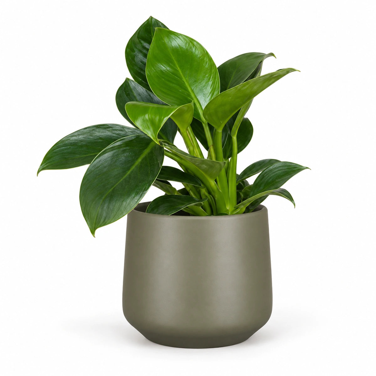 Philodendron 'Green Princess' 12cm + Amber green matt 13cm (1097324)