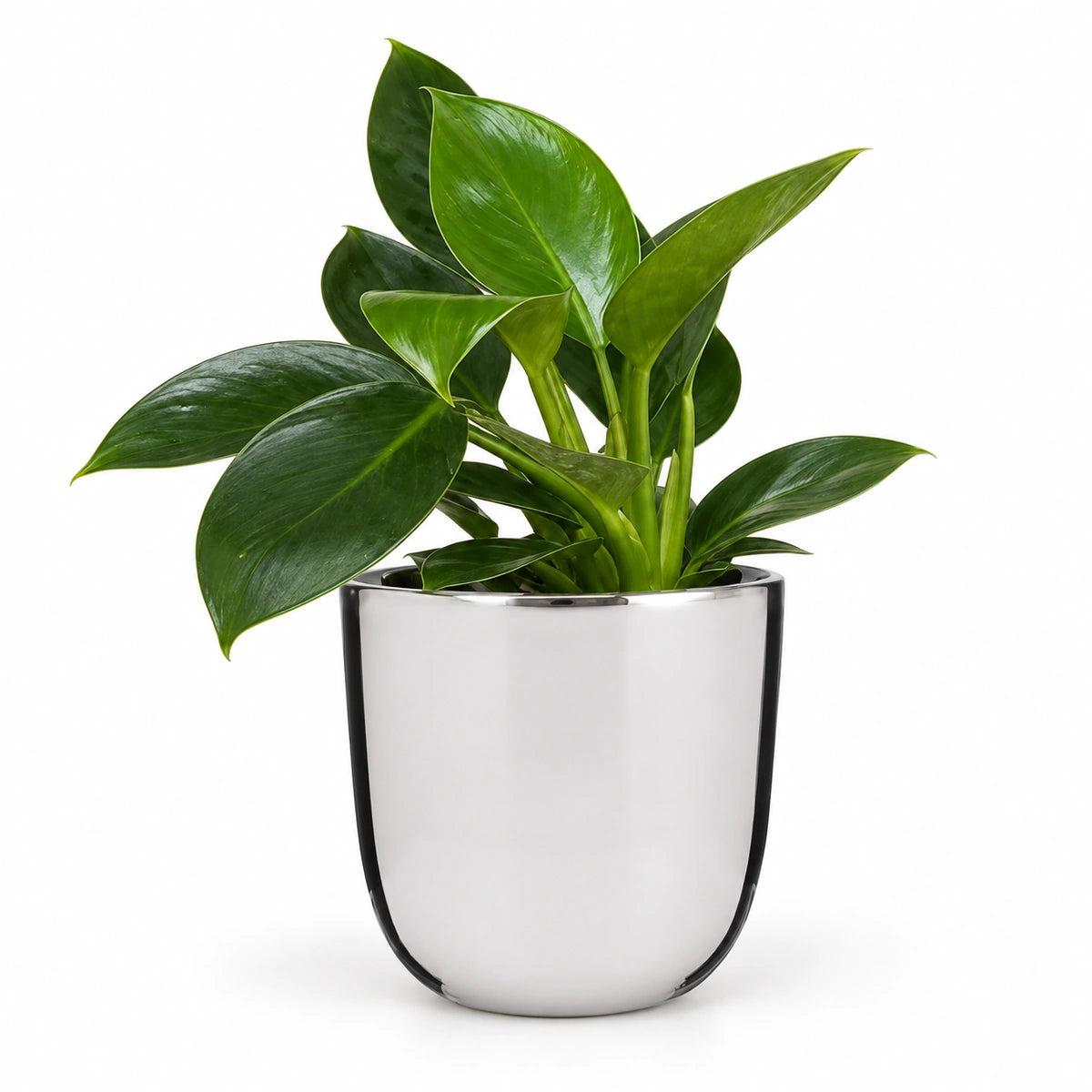 Philodendron 'Green Princess' 12cm + Chaz silver 15.5cm (116702)