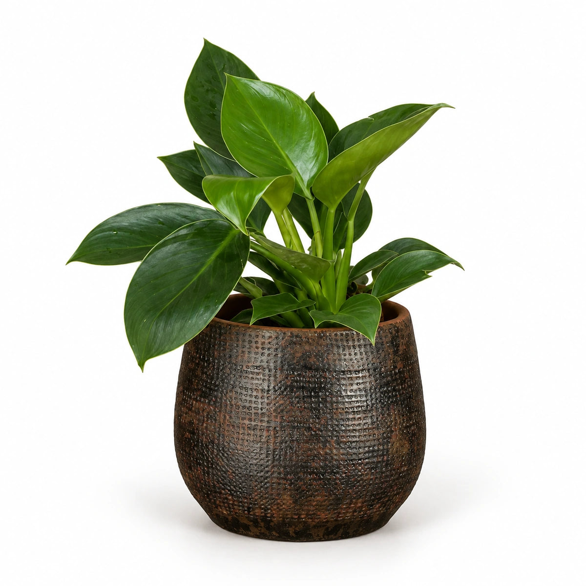 Philodendron 'Green Princess' 12cm + Enrique brown 13cm (1157584)