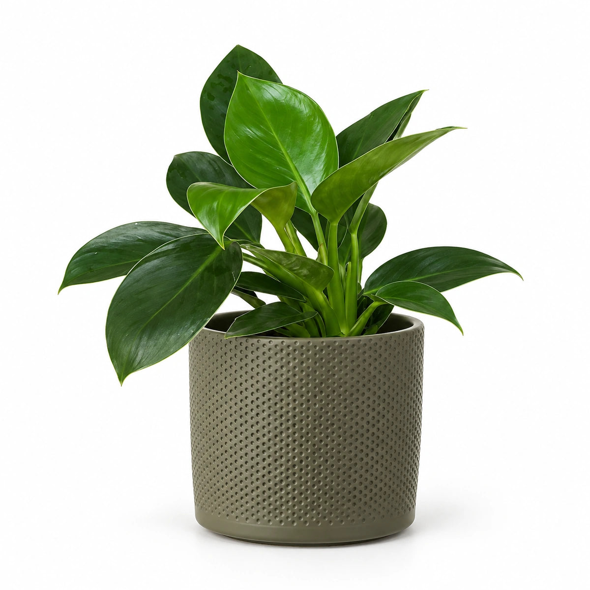 Philodendron 'Green Princess' 12cm + Era green relief 14cm (1051633)
