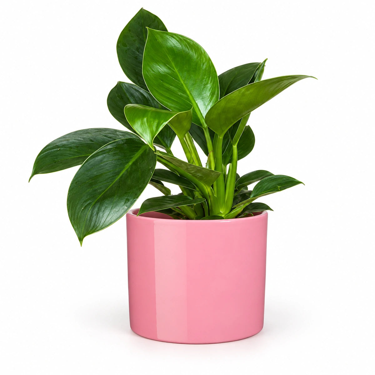 Philodendron 'Green Princess' 12cm + Era pink 12cm (1135539)