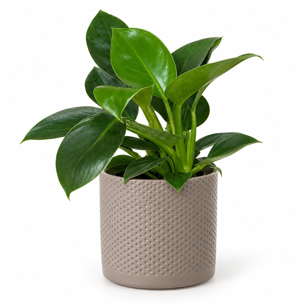Philodendron 'Green Princess' 12cm + Era taupe relief 14cm (1051628)