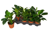
                  
                    Philodendron 'Green Princess' 12cm — αρχική φωτογραφία προμηθευτή.
                  
                