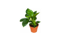 
                  
                    Philodendron Green Princess σε γλάστρα με γυαλιστερά πράσινα φύλλα.
                  
                