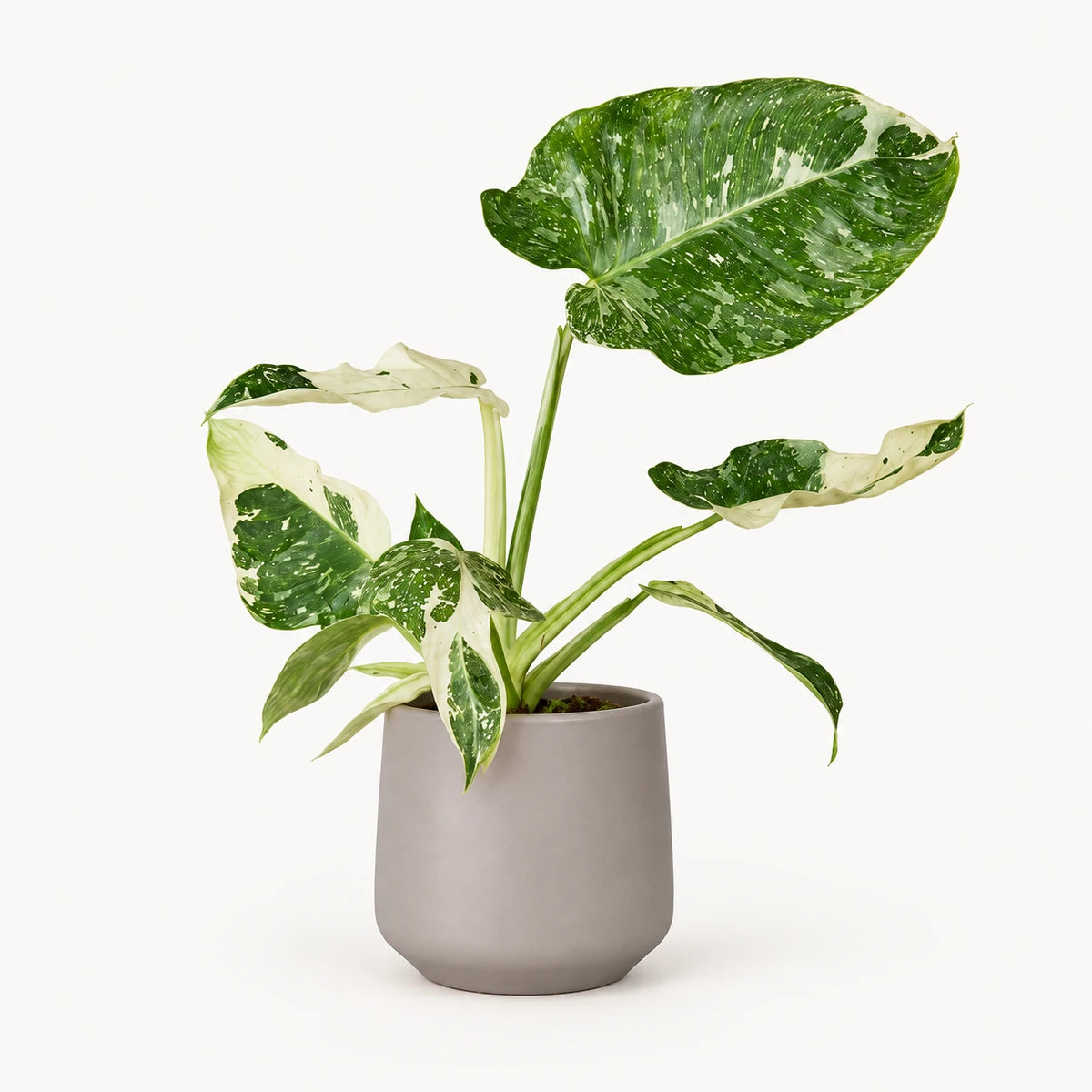 Philodendron Jose Buono 15cm + Amber taupe matt 15cm (1087666)