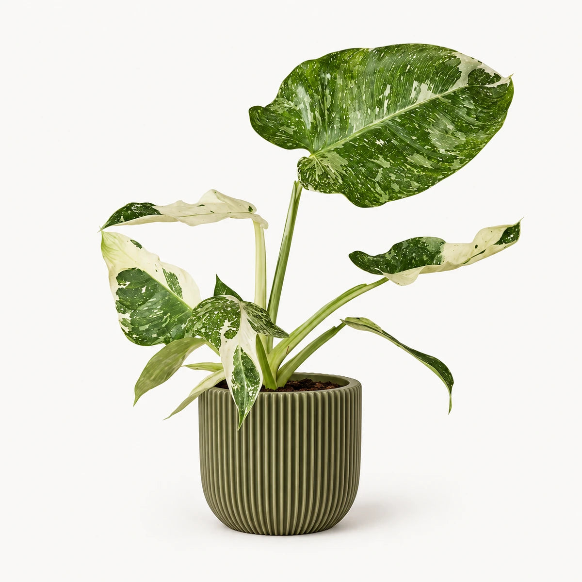 Philodendron Jose Buono 15cm + Capi Planter ball groove green 17cm (BGVGN133)