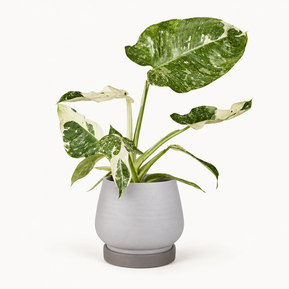Philodendron Jose Buono 15cm + Espen l. grey 19cm