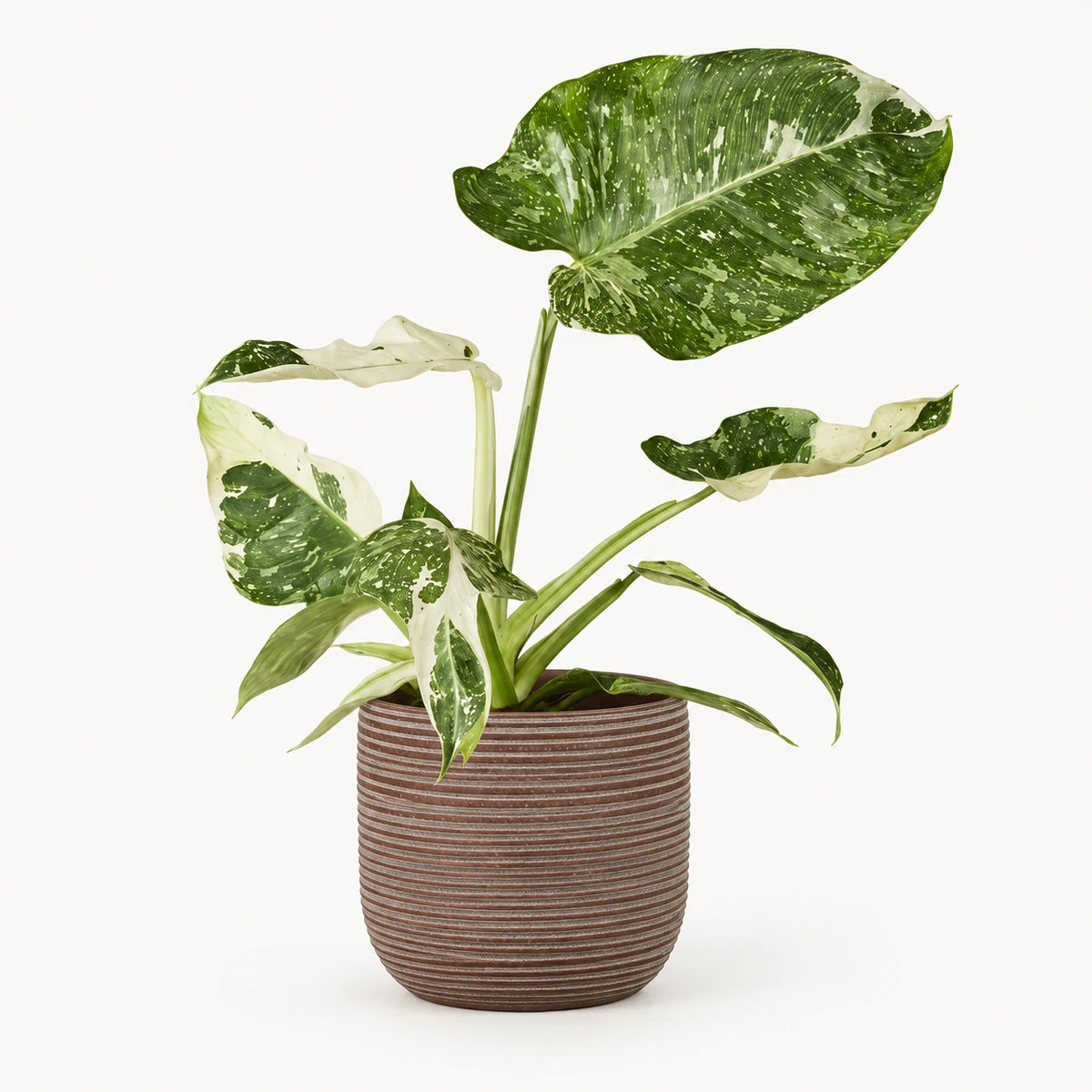 Philodendron Jose Buono 15cm + Samuel brown 16.5cm (1176187)