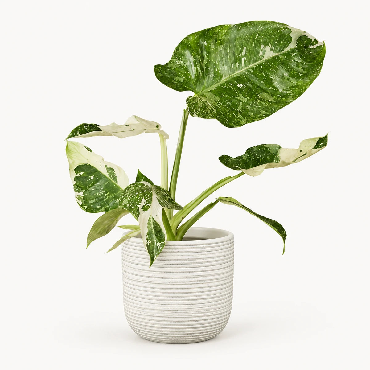 Philodendron Jose Buono 15cm + Samuel white 16.5cm (1176175)