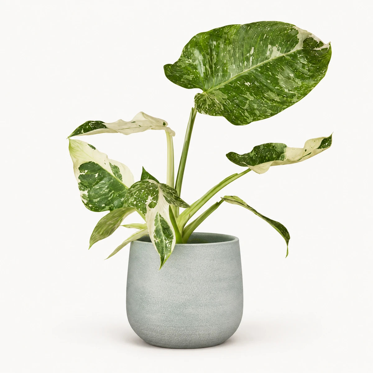 Philodendron Jose Buono 15cm + Sevilla grey 16cm (1175803)