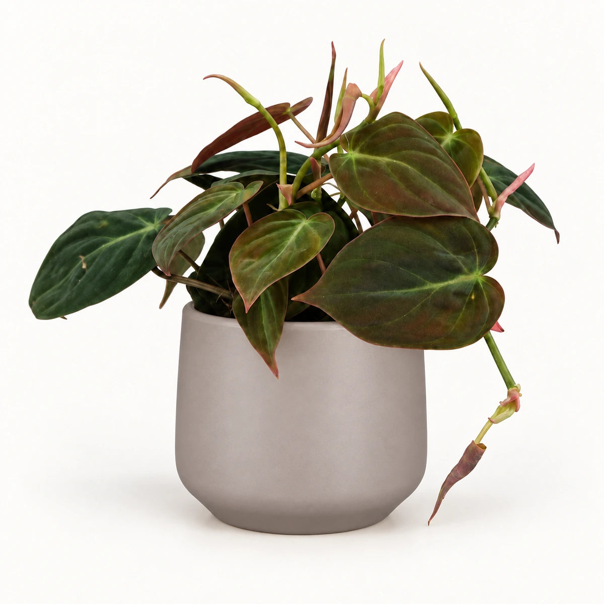 Philodendron 'micans' 12cm + Amber taupe matt 13cm (1097322)