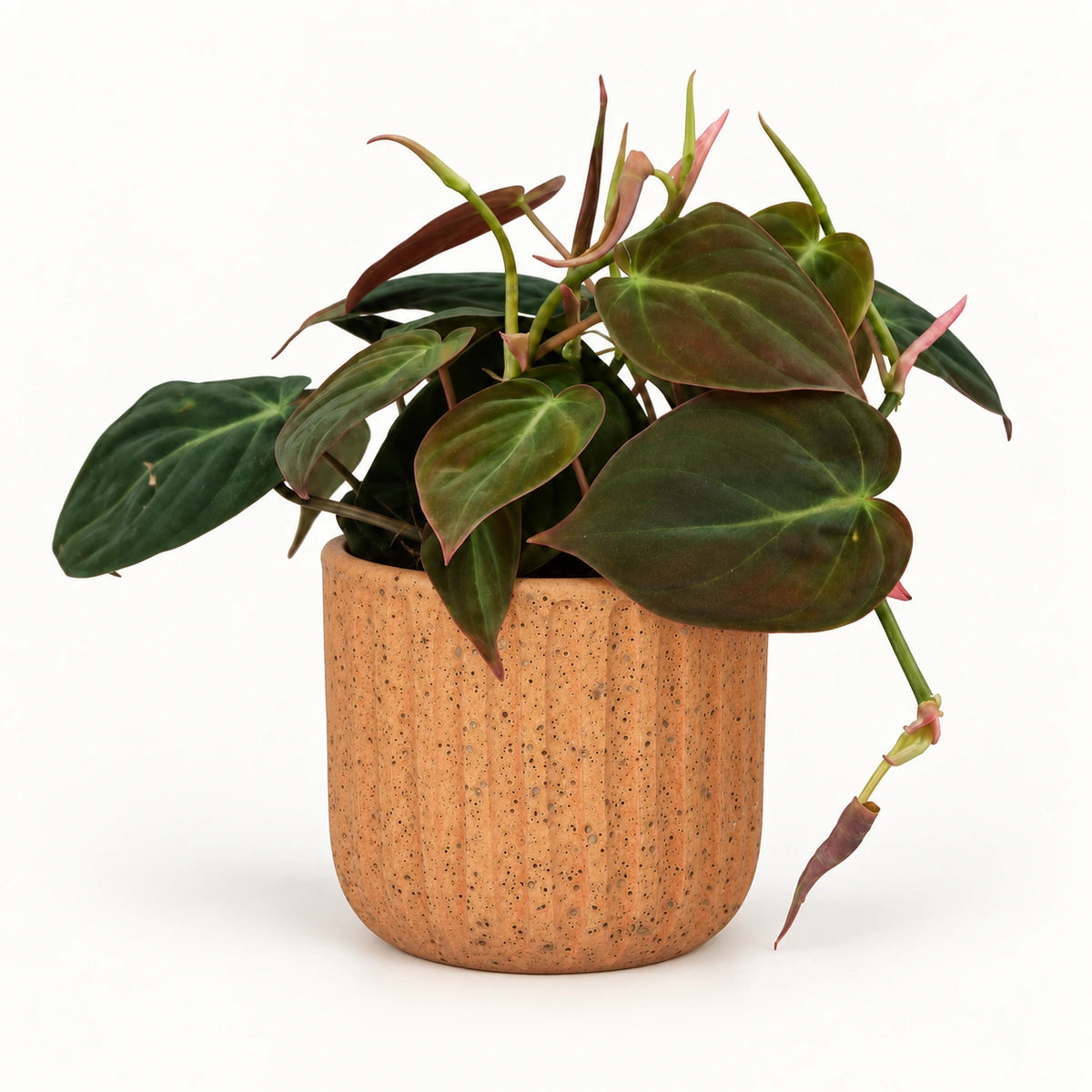 Philodendron 'micans' 12cm + Dante l. brown 14cm